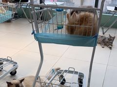 -怪兽屋·羊驼·猫咖·狗咖(俊华广场店)