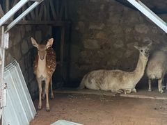 -丽泽山庄·生态怀柔菜·虹鳟鱼(红螺寺店)