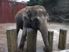 -大连森林动物园