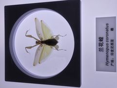-上海昆虫博物馆