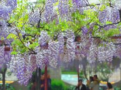 -嘉定紫藤园