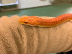 -藦茜花园宠物主题亲子互动体验馆(国顺东路店)