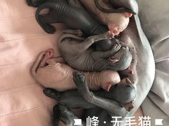 -宠爱国际动物医院· 猫科· 外科·中兽医(长白店)