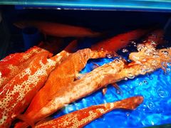 -鹊华居·地道鲁菜·海鲜·融合味(大明湖店)