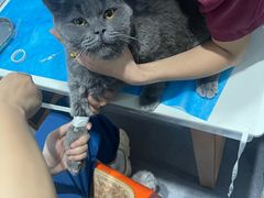 -伟伟宠物医院·CT影像中心·瑞派犬猫综合性门诊(汉口总院)