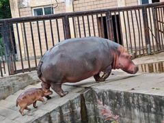 -合肥野生动物园