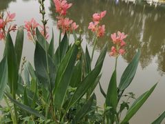 -松山湖梦幻百花洲