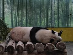 -杭州野生动物世界