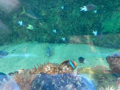 -悉尼海洋生物水族馆