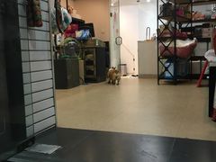 -傲雄·叮叮宠物(新华路店)