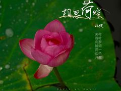 -大宁公园