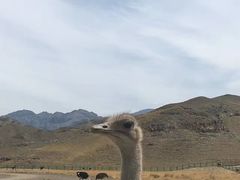 -新疆天山野生动物园