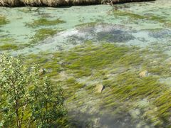 -稻城亚丁景区-冲古草甸