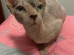 -瑞派·关忠动物医院·猫专科·犬专科(三环新城店)