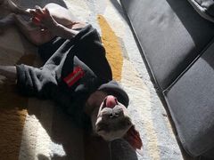 -猫大福·Fortune Cat猫舍(百子湾店)