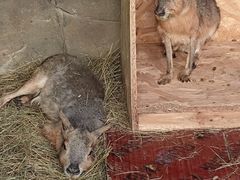 -大连森林动物园