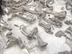 -自贡恐龙博物馆