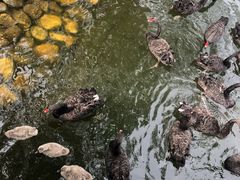 -长白岛森林公园