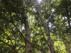 -乌兰布统景区-白桦林