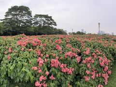 -深圳人才公园