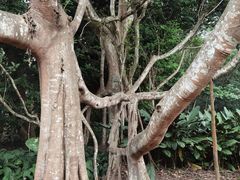 -中国科学院西双版纳热带植物园