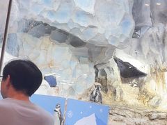 -帝企鹅自助餐厅•儿童岛•真企鹅(长隆企鹅酒店)