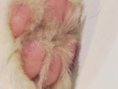 -楼上猫咖(罗湖店)