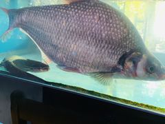 鳊鱼-全乐鱼馆·淳牌有机鱼直营店