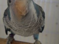 -观桥阁(锦溪店)