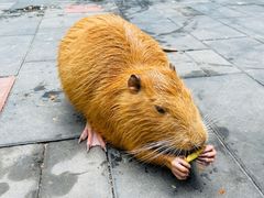 -北京野生动物园