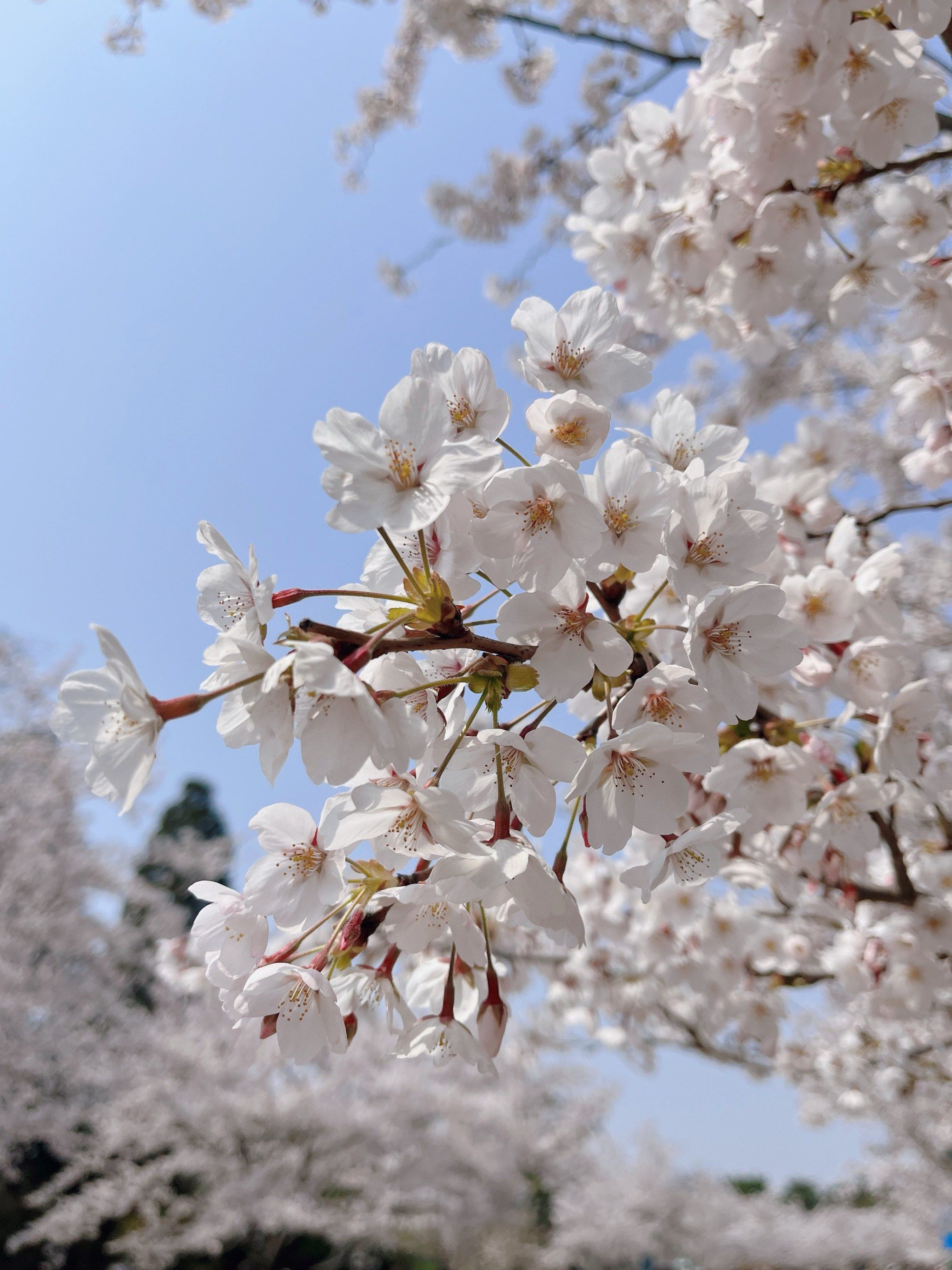 青岛中山公园樱花满开94