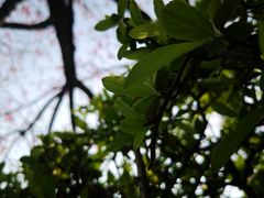 -南山植物园