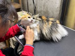-久久宠物(河东万达店)