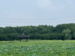 -绍兴镜湖国家城市湿地公园