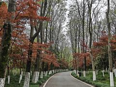 -宜兴龙背山森林公园