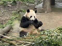 -都江堰中华大熊猫苑