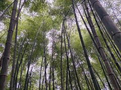 -铁山坪森林公园