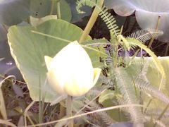 -建华生态湿地百荷园