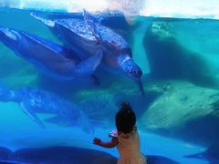 -海合安成都极地海洋公园