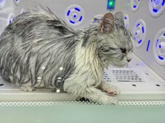 -爱洗澡的猫(望京店)