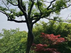 -上海滨江森林公园
