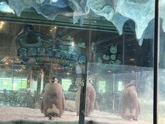 -帝企鹅自助餐厅•儿童岛•真企鹅(长隆企鹅酒店)