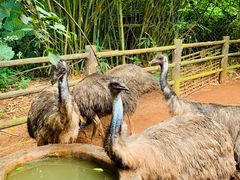 -海南热带野生动植物园