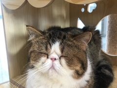 -瞄一喵猫咖(格力海岸店)