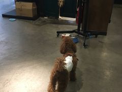 -百好乐宠物友好餐厅(朝外大街店)