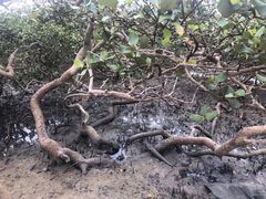 -北海金海湾红树林生态旅游区