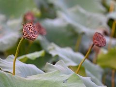 -昆山城市生态森林公园