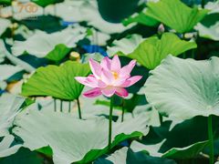 -荷花大观园