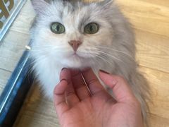 -Meowの猫咖(万家丽店)