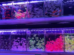 -金三角花鸟鱼综合市场-地面停车场